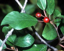 Buckthorn alkalmazási tulajdonságok, ellenjavallatok