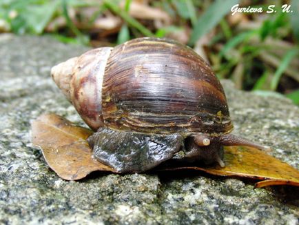 Ki látja még, hogy hogyan látják az állatokat, akik látják a sötétben az állat, aki látja a vízben és a levegőben