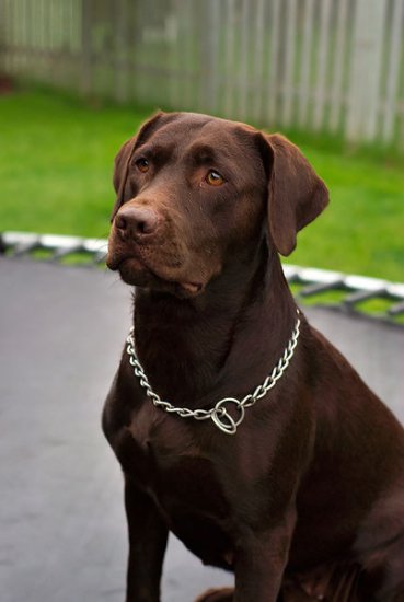 Labrador retriever - fajta leírás, fotók, a megfelelő ellátást, a választott név egy kutya