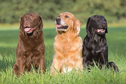 Labrador retriever - fajta leírás, fotók, a megfelelő ellátást, a választott név egy kutya