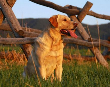 Labrador retriever - fajta leírás, fotók, a megfelelő ellátást, a választott név egy kutya