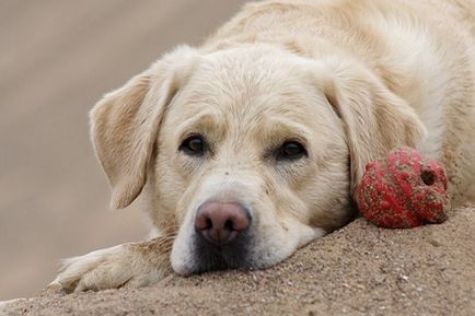 Labrador retriever - fajta leírás, fotók, a megfelelő ellátást, a választott név egy kutya