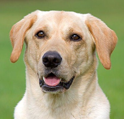 Labrador retriever - fajta leírás, fotók, a megfelelő ellátást, a választott név egy kutya