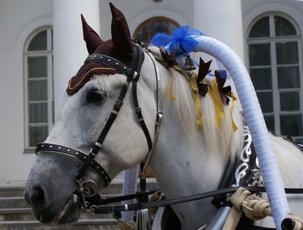 Lovak esküvő, lovas klub „bíboros” (csapat) Lovak esküvő, lovas klub „sarkalatos”