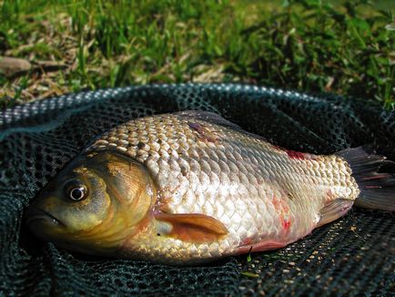 Catching kárász - horgászat nagy ponty, leírást csali, csalik és csali