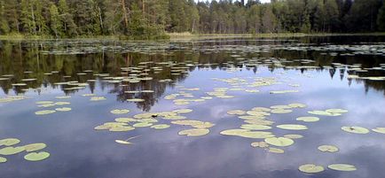 Elkapta egy nagy ponty úszó rúd, hogyan kell elkapni ponty