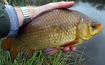 Catching trófea ponty - hogyan fog egy nagy ponty