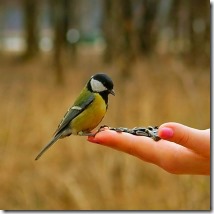 A madár a kézben érdemes kettő a bokorban