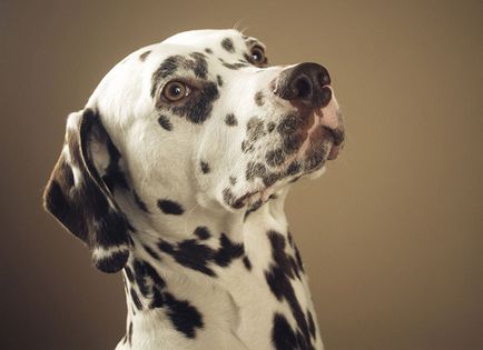 A legjobb fajtájú kutyák számára lakás top 10 - egy kutya a házban