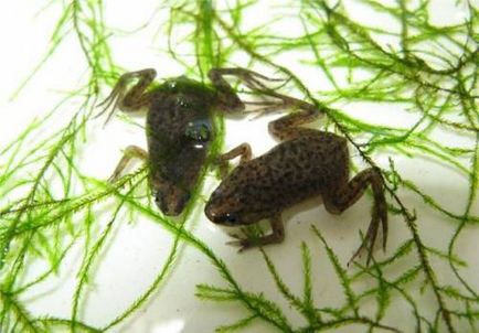 Frog törpe (hymenochirus boettgeri)