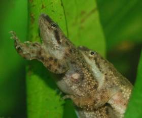 Frog törpe (hymenochirus boettgeri)