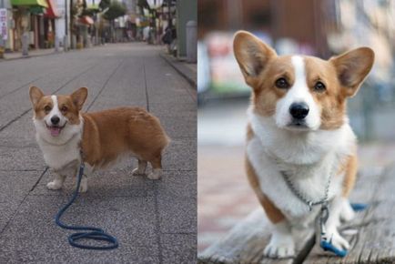 Kis kutya lakások a legjobb fajta fotó (top 10), „hogy mancs”