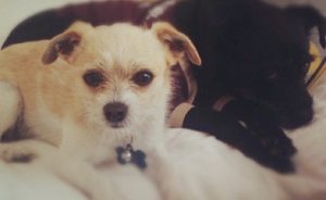 Kis kutya lakások a legjobb fajta fotó (top 10), „hogy mancs”