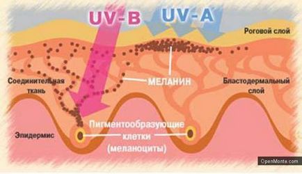 A melanin, ami - termékek növelik a melanin, segítséget és tanácsot