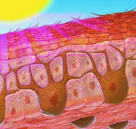 A melanin, ami - termékek növelik a melanin, segítséget és tanácsot