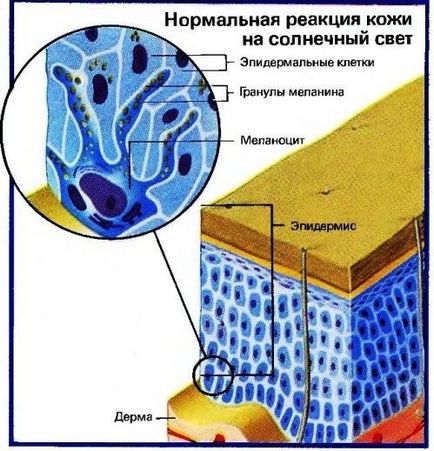 A melanin, ami - termékek növelik a melanin, segítséget és tanácsot