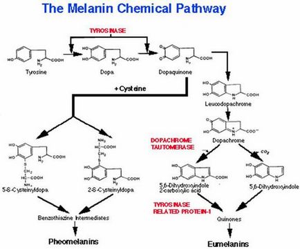 A melanin, ami - termékek növelik a melanin, segítséget és tanácsot
