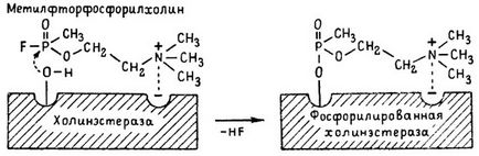 A hatásmechanizmus a szerves foszforvegyületek osengendler 1982 g