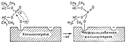 A hatásmechanizmus a szerves foszforvegyületek osengendler 1982 g