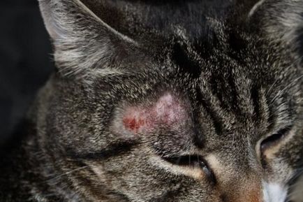 Miliáris dermatitis macskáknál kezelni otthon