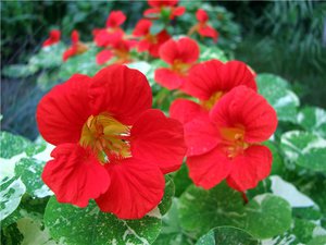 Sarkantyúvirág leírás, különösen a termesztés vetőmagok és magról nevelt növények, virág gondozás