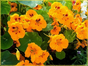 Sarkantyúvirág leírás, különösen a termesztés vetőmagok és magról nevelt növények, virág gondozás