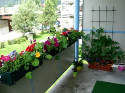 Sarkantyúvirág ültetés és gondozás szaporítják otthon