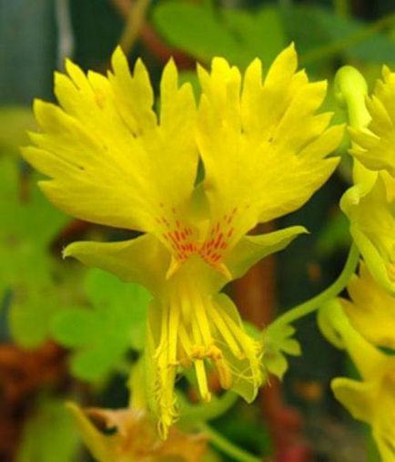 Sarkantyúvirág növekvő magról, ha ültetés, milyen a növény