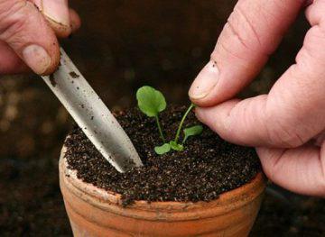 Sarkantyúvirág növekvő magról, ha ültetés, milyen a növény