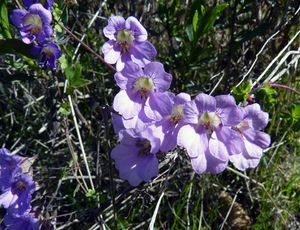 Sarkantyúvirág - növekvő magvak, növények és gondozás a nyílt terepen