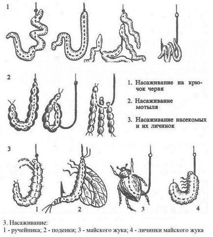 Csali ponty