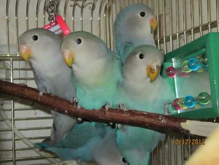 Lovebirds papagájok a hazai tartalom
