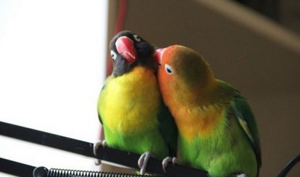 Lovebirds papagájok a hazai tartalom