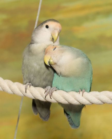 Lovebirds - portál mintegy papagájok
