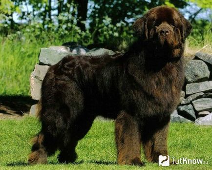Újfundlandi kutya fajta leírás, megszelídítése ár