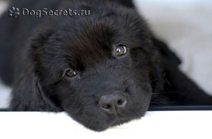 Newfoundland fajta leírás, karakter, fotó, kölykök ár