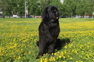 Newfoundland (dog) - a leírás, fotók, árak kölyök ellátás 