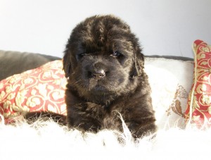 Newfoundland (dog) - a leírás, fotók, árak kölyök ellátás 