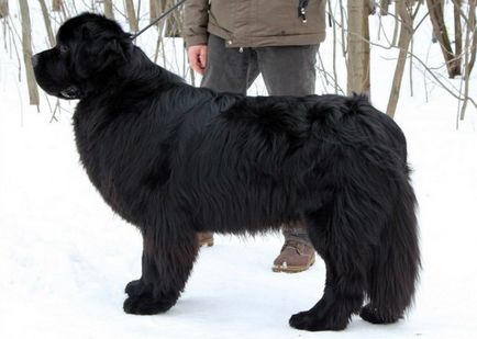 Newfoundland (dog) - a leírás, fotók, árak kölyök ellátás 