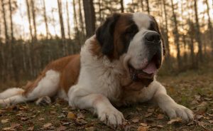 Newfoundland (dog) - a leírás, fotók, árak kölyök ellátás 