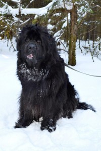 Newfoundland (dog) - a leírás, fotók, árak kölyök ellátás 