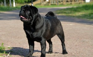 Newfoundland (dog) - a leírás, fotók, árak kölyök ellátás 