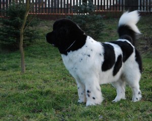 Newfoundland (dog) - a leírás, fotók, árak kölyök ellátás 