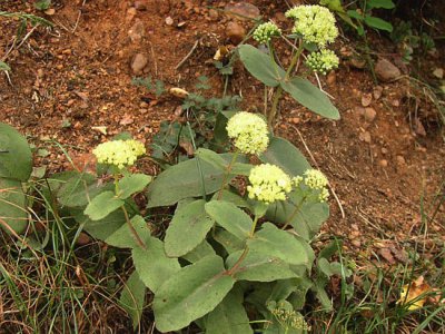 Stonecrop nagy leírása növények, gyógyszer tulajdonságait, szabályok ellátás, reprodukció és fotó