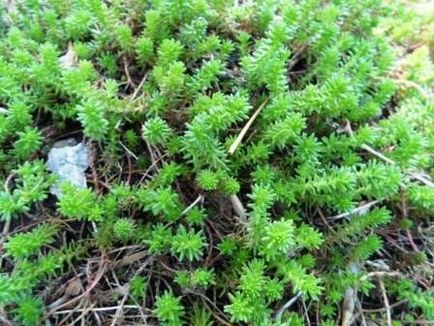 Stonecrop vagy Sedum