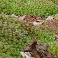 Sedum fajok fajta, képek, növény kert