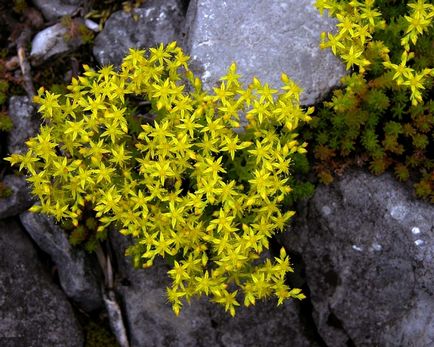 Sedum fajok fajta, képek, növény kert