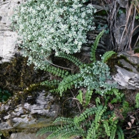 Sedum fajok fajta, képek, növény kert