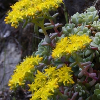 Sedum fajok fajta, képek, növény kert