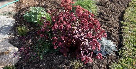 Sedum kiemelkedő ellátás, fajta, tenyésztés, fotók